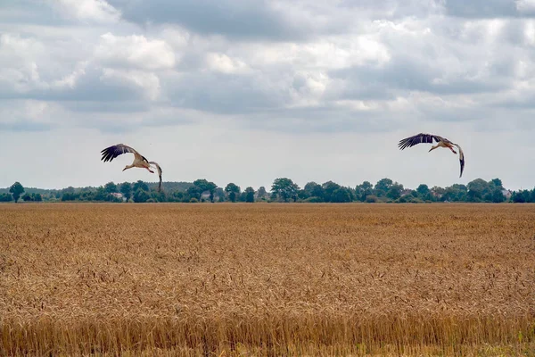 两只鹤在金色的田野上迎着多云的天空飞翔 — 图库照片