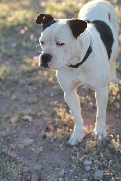 Açık Havada Siyah Benekleri Olan Sevimli Beyaz Bir Köpeğin Dikey — Stok fotoğraf