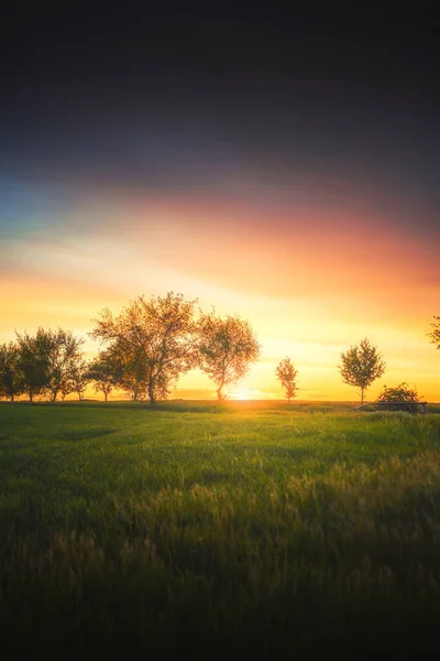 Günbatımında Taze Yeşil Çimlerin Dikey Görüntüsü — Stok fotoğraf