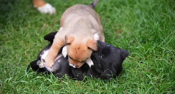 Kahverengi Siyah Köpek Yavrularının Çimlerin Üzerinde Birbirleriyle Oynadıkları Yakın Plan — Stok fotoğraf