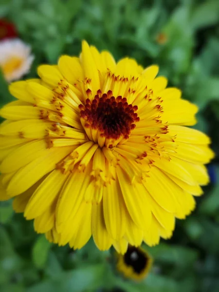 Primer Plano Flor Florecida Caléndula Amarilla Hermosa Jardín — Foto de Stock