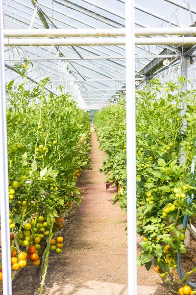 温室里生长着一排排西红柿 — 图库照片