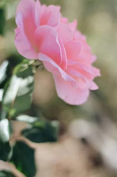 Вертикальний Крупним Планом Знімок Квітучої Рожевої Квітки Троянди — стокове фото