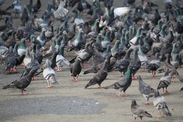 Enorme Bando Pombos Selvagens Passear Pelas Ruas — Fotografia de Stock