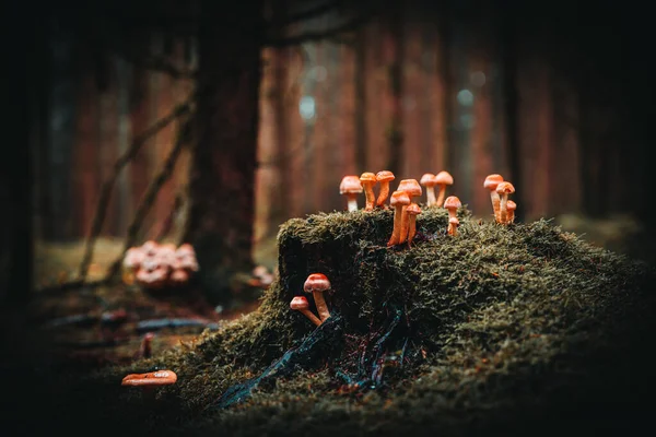 Eine Selektive Fokusaufnahme Von Pilzen Die Auf Dem Baumstamm Wachsen — Stockfoto