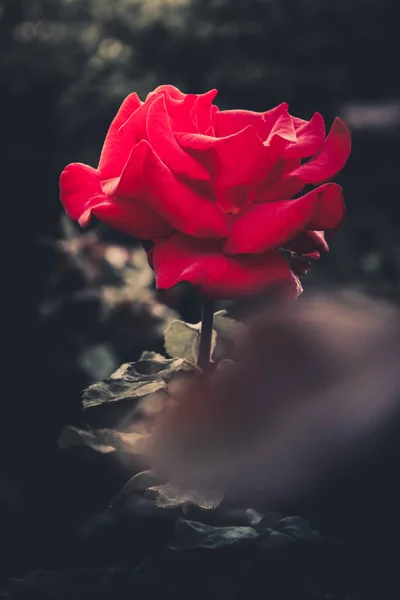 一朵盛开的玫瑰在黑暗的背景下垂直地绽放 — 图库照片