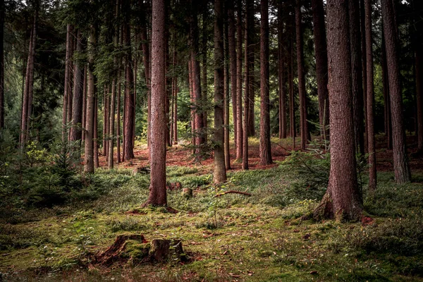 Die Hohen Bäume Und Pflanzen Bayerischen Wald — Stockfoto