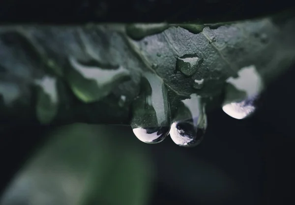 나뭇잎 표면에 물방울을 대규모로 벽지에 — 스톡 사진