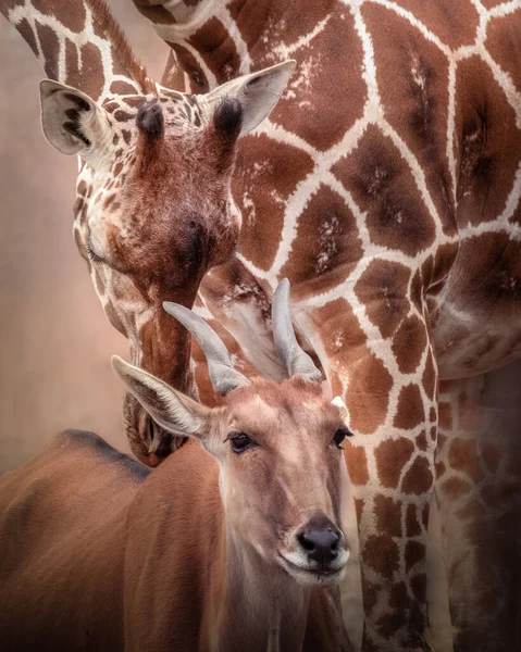 Een Verticaal Shot Van Een Prachtige Giraffe Eland Antelope — Stockfoto