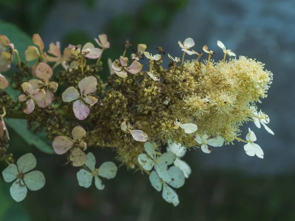 Festői Kilátás Pánikba Esett Hortenzia Virágzó Növény Homályos Háttér — Stock Fotó