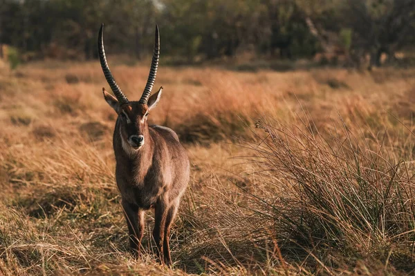 Uma Vista Antílope Seu Habitat Safári Okavanga Delta Botsuana — Fotografia de Stock