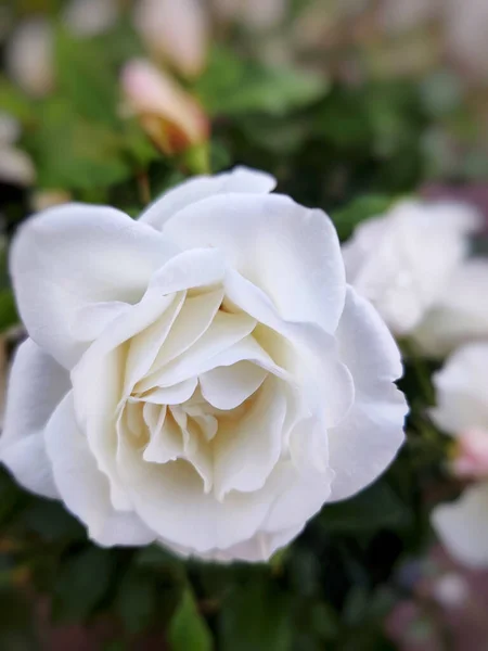 Крупный План Цветущей Белой Розы Саду — стоковое фото