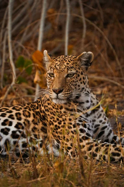 Vertical Shot Leopard Its Habitat Safari Okavanga Delta Botswana — Stock Photo, Image