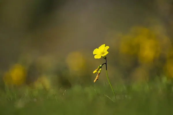 Żywy Żółty Mały Dziki Kwiat Rosnący Polu Niewyraźnym Tle — Zdjęcie stockowe