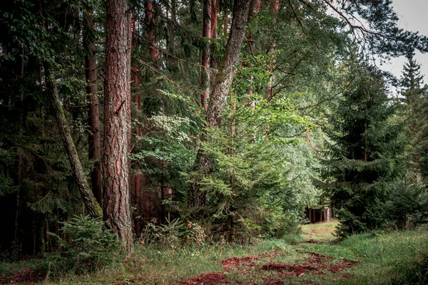 Стежка Оточена Високими Деревами Рослинами Баварському Лісі — стокове фото