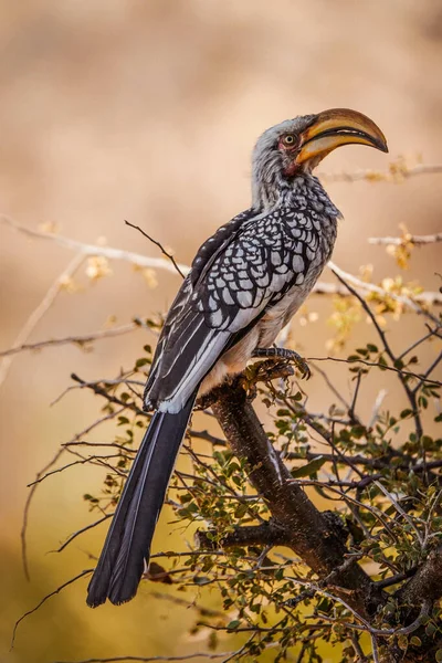 Een Verticaal Schot Van Een Neushoornvogel Neergestreken Tak Safari Okavanga — Stockfoto