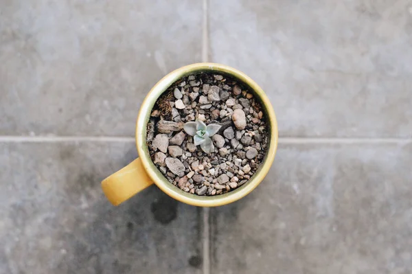 Top View Yellow Cup Growing Succulent — Stock Photo, Image