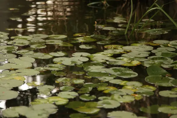 Malebný Pohled Vodní Lilie Listí Jezeře — Stock fotografie