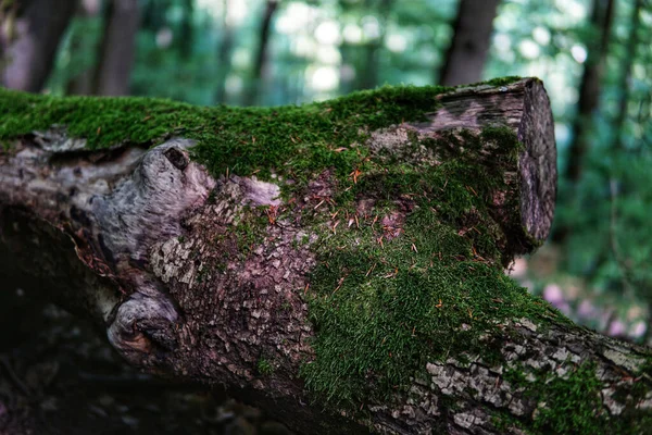 Řezaný Starý Suchý Kmen Stromu Pokrytý Mechem Zemi Lese — Stock fotografie