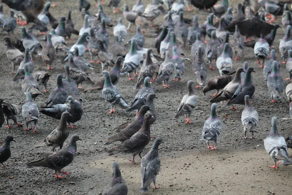 Büyük Bir Beyaz Gri Güvercin Sürüsü Bir Şehirde Yerde Duruyor — Stok fotoğraf