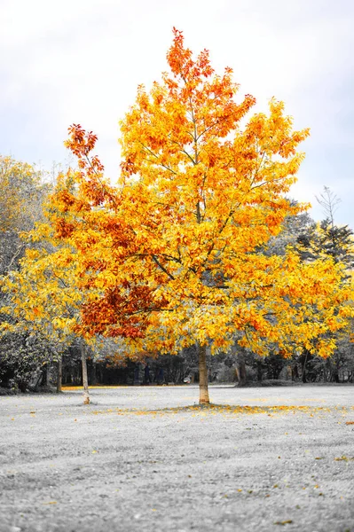 Ένα Κάθετο Πλάνο Από Ένα Φωτεινό Κίτρινο Δέντρο Ένα Πάρκο — Φωτογραφία Αρχείου