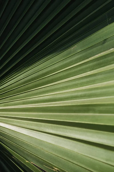 Primer Plano Vertical Una Hoja Palma Con Líneas Ella — Foto de Stock