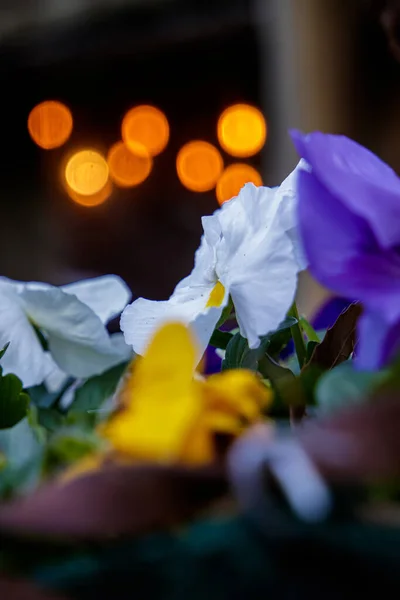 Μια Κάθετη Λήψη Λουλουδιών Εφέ Φωτισμού Bokeh Στο Παρασκήνιο — Φωτογραφία Αρχείου