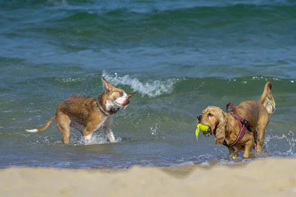 Δύο Σκυλιά Παίζουν Στα Κύματα Του Ωκεανού Κοντά Στην Ακτή — Φωτογραφία Αρχείου