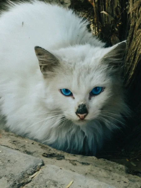Tiro Vertical Gato Vadio Persa Macho Com Olhos Azuis Com — Fotografia de Stock