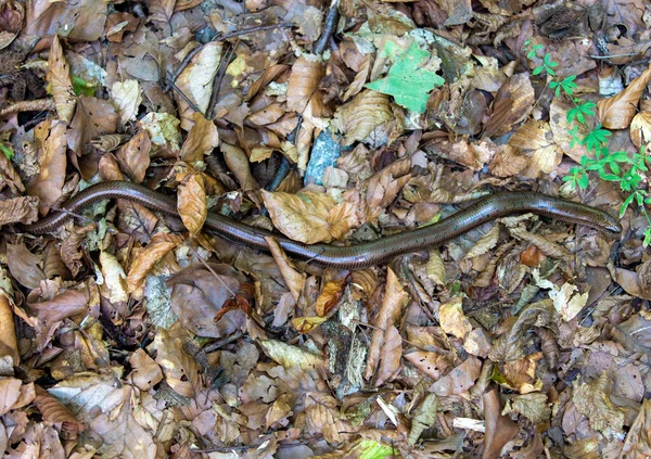 Ein Langsamer Wurm Auf Den Trockenen Blättern Auf Dem Boden — Stockfoto