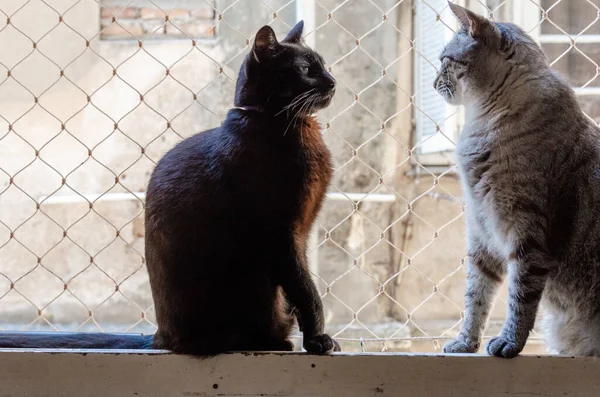 Pohled Dvě Kočky Sedící Během Dne Kovového Plotu Dívající Jeden — Stock fotografie