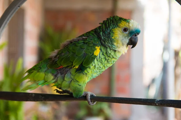 Вибірковий Фокус Драфт Красивого Бірюзового Папуги Амазона Аєстіва — стокове фото