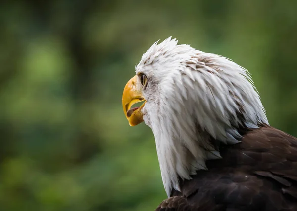 雄大なハゲの肖像画 緑の背景を持つ獲物の鳥 — ストック写真