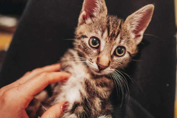 Primer Plano Linda Gatita Tabby Gris — Foto de Stock