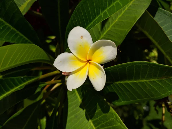 Tiro Close Uma Flor Ovo Branco Amarelo — Fotografia de Stock