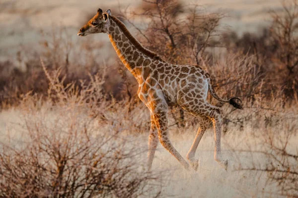 Vue Sur Une Belle Girafe Dans Son Habitat Safari Dans — Photo