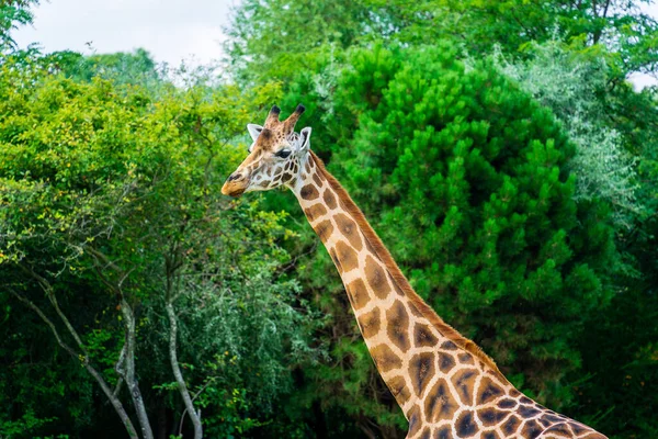 Vysoká Hnědá Skvrnitá Žirafa Zoo — Stock fotografie