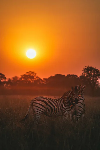 Tiro Vertical Zebras Seu Habitat Pôr Sol Safári Okavanga Delta — Fotografia de Stock