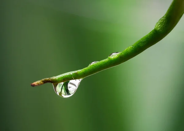 Macro Scatto Una Cascata Una Foglia Verde All Aperto — Foto Stock