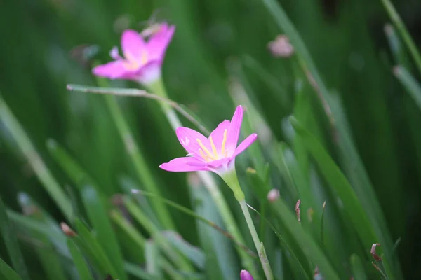 Gros Plan Grandes Fleurs Roses Vibrantes Dans Champ Herbe Vert — Photo