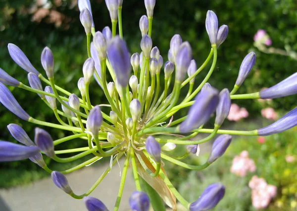 Bahçedeki Çiçek Açan Mor Çiçeklerin Yakın Çekimi — Stok fotoğraf