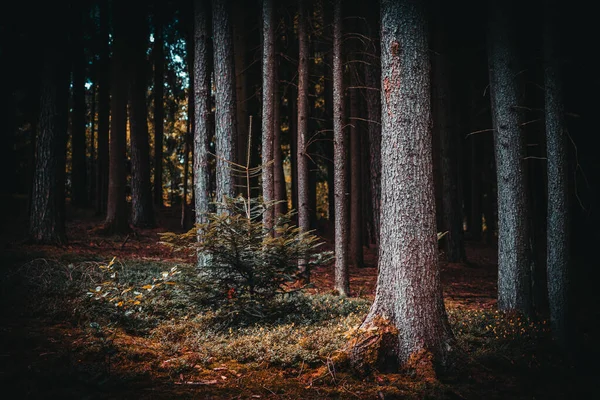 夏の終わりに穴を通って背の高い松の木の美しい景色 — ストック写真