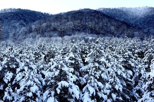 冬の日に雪に覆われた針葉樹の木 — ストック写真