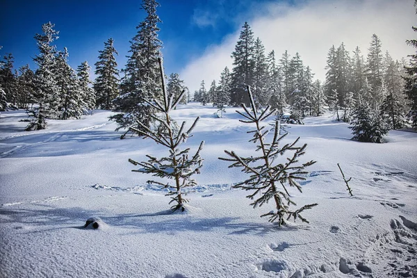 冬は雪に覆われたモミの木の畑 — ストック写真