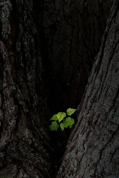 Крупним Планом Рослина Росте Стовбурі Дерева — стокове фото