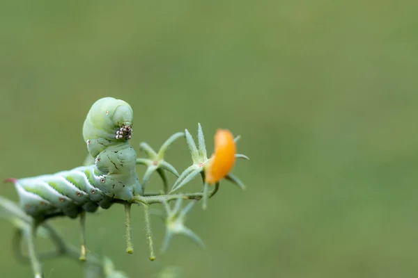 番茄叶上有绿色背景的番茄角虫毛虫的宏观图片 — 图库照片