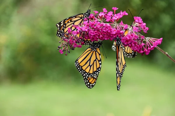 Een Macro Shot Van Monarch Vlinders Een Rose Bloem Tuin — Stockfoto