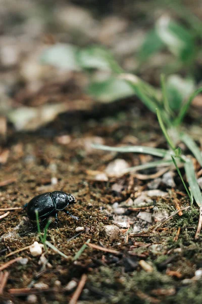 Una Vista Macro Escarabajo Negro Suelo Cerca Las Hojas Verdes —  Fotos de Stock