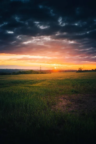 Ein Vertikaler Schuss Frischen Grünen Rasens Bei Malerischem Sonnenuntergang — Stockfoto