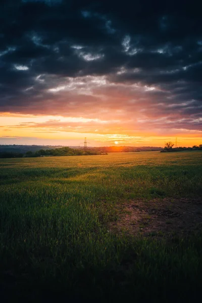 Disparo Vertical Campo Hierba Verde Fresca Atardecer Escénico —  Fotos de Stock